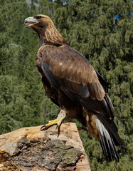 Kyrgyzstan. Portrait of a Golden Eagle sitting on the taiga rocks in one of the many mountain gorges of Lake Issyk-Kul.