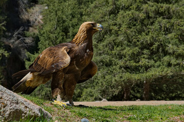 Kyrgyzstan. Portrait of a Golden Eagle sitting on the taiga rocks in one of the many mountain gorges of Lake Issyk-Kul.