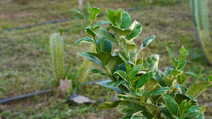 Variegated Eureka Lemon Leaves