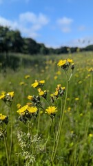 Closeup of bright yellow wildflowers on a long stem reach for the sun