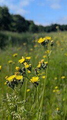 Macro photo of bright yellow wildflowers on a long stem reach for the sun against a blurred background of a green meadow and trees.
