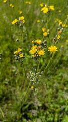 Closeup of bright yellow wildflowers on a long stem reach for the sun against a blurred background of a green meadow and trees.