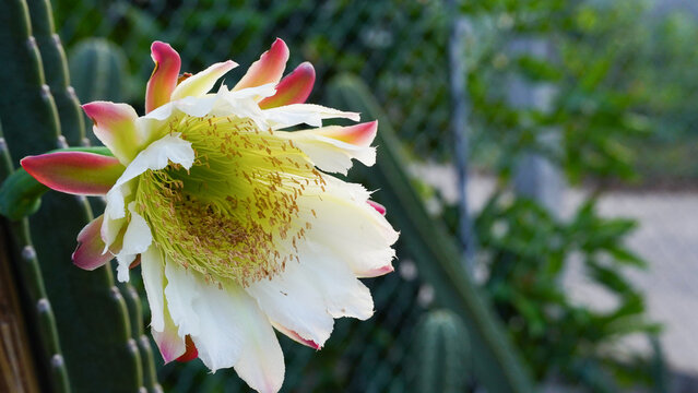 Close-up of the mandacaru cactus flower with a bee (Cereus jamacaru).
