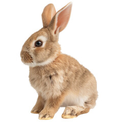 A cute little rabbit is sitting on a white background