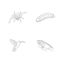 Line art illustrations of a tick caterpillar hummingbird and iguana on a white background.