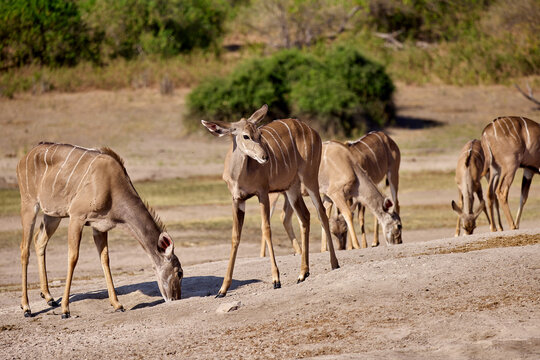 Impalas grazing peacefully along the Chobe River, bathed in morning light. A quiet moment in the heart of the wild