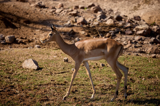 Impalas grazing peacefully along the Chobe River, bathed in morning light. A quiet moment in the heart of the wild