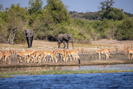 Impalas grazing peacefully along the Chobe River, bathed in morning light. A quiet moment in the heart of the wild