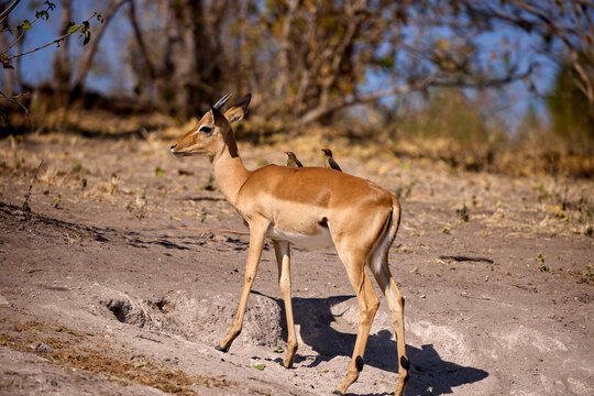 Impalas grazing peacefully along the Chobe River, bathed in morning light. A quiet moment in the heart of the wild