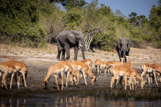 Impalas grazing peacefully along the Chobe River, bathed in morning light. A quiet moment in the heart of the wild