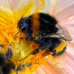 Macro shot of a bumble bee covered in pollen in a flower