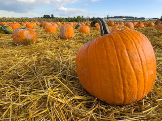 Close up of a large pumpkin in a pumpkin patch