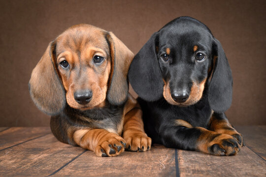 Adorable dachshund puppies on dark background