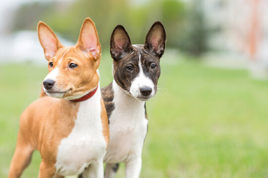 Basenji puppies enjoying a scenic walk with owner