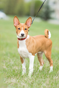 Basenji puppy on a walk with owner