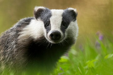 Close-up of a European badger (Meles meles) in a lush green meadow, with soft background bokeh. © Wirestock