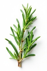 Fototapeta premium Fresh rosemary leaves isolated on white background , fresh, kitchen