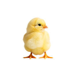 Obraz premium Cute yellow chick isolated on transparent background