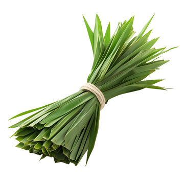 A bundle of fresh green lemongrass tied with a string on a black background in a studio shot view isolated on transparent background