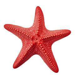 A red starfish with a white background