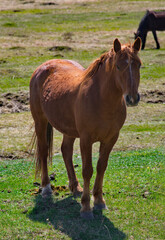 Fototapeta premium Russia. The South of Western Siberia, the Altai Mountains. Portrait of a young bay stallion grazing peacefully in a mountain pasture.