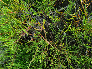Close-up of succulent green coastal plant with vibrant stems in natural sunlight
