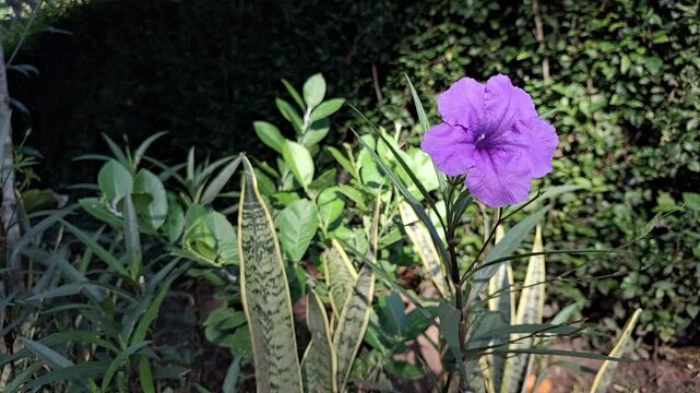 Ruellia simplex Mexican Bluebell Purple Flower Blooming, Britton&rsquo;s Wild Petunia Plant Gently Moving with Morning Wind in Botanical Garden