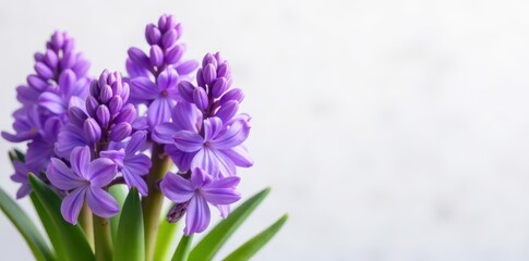 Fototapeta premium Vibrant purple hyacinth blossoms in full bloom against a soft white backdrop , garden, background, colorful