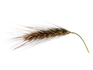 Golden Grain's Gentle Embrace: An isolated view captures a single, mature wheat stalk, its golden head gracefully bending towards the ground.