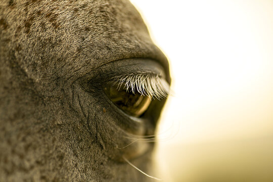 Horse in Its Natural Habitat – Peaceful Moments in the Wild