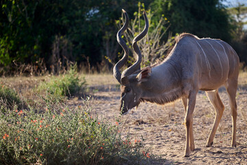 A majestic male kudu strides through the golden light of Chobe, its spiral horns and striking stripes marking the elegance of Africa’s wild giant