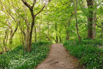 Roslin Glen Forest Trail, East Lothian — Picturesque Spring Pathway Lined with Blooming Wild Garlic Flowers, Dense Green Foliage, and Tall Trees in Bright Seasonal Light