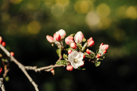 Apple blossom in full bloom on branch