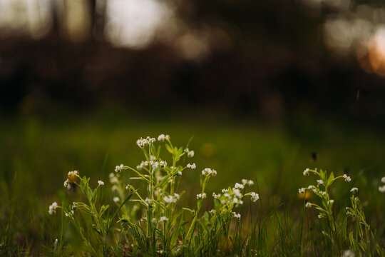 Blooming galium plants in a lush green meadow