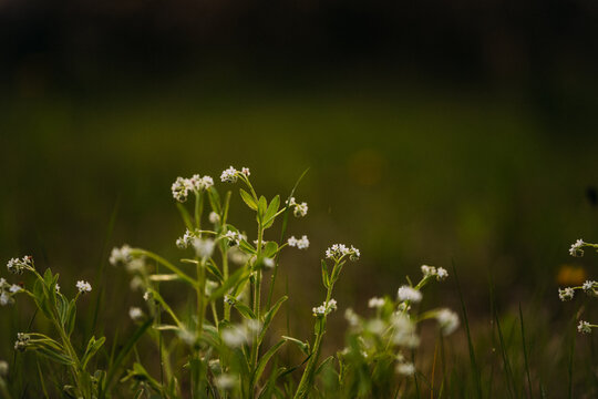 Blooming galium plants in natural setting