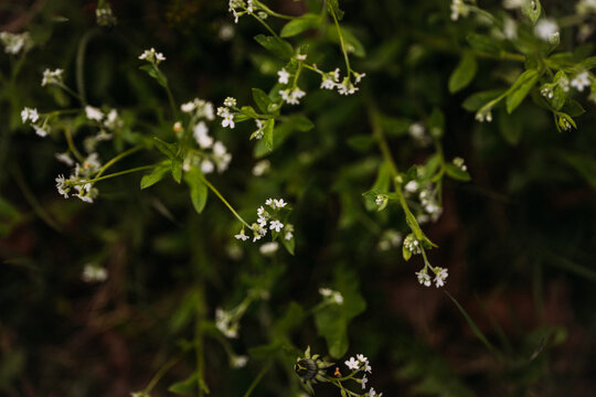 Blooming galium plants with delicate white flowers