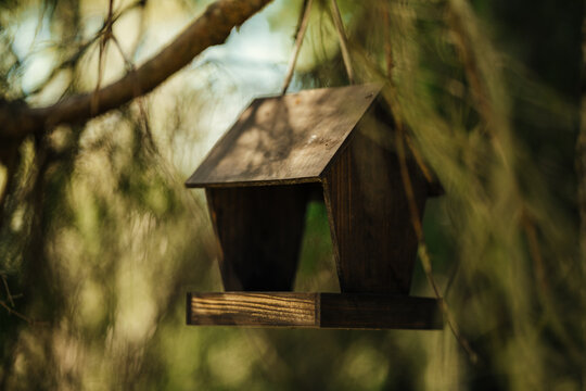 Wooden bird feeder hanging in a pine tree