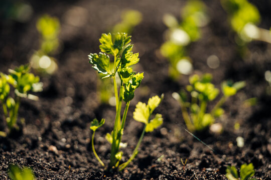 Young celery plant in garden soil
