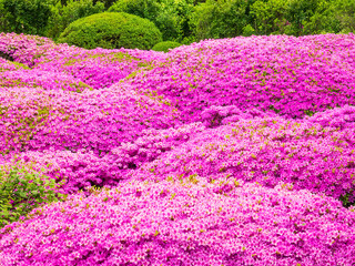 Rounded compact Korean azalea shrubs (binomial name: Rhododendron yedoense var. poukhanense ‘Compacta’) along a low hillside in a botanical garden on a spring afternoon in northeastern Illinois, USA