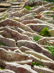 Part of a crevice garden, with rocks specially arranged for small ornamental plants dependent on good drainage, in a botanical garden in spring