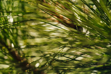 Close up of green pine tree needles