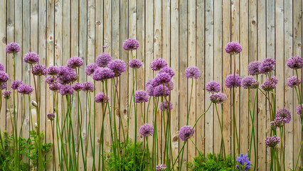 Group of gladiator onions (binomial name: Allium ‘Gladiator’) in bloom by a wooden fence in a botanical garden with a light breeze on a spring afternoon in northeast Illinois