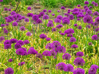 Sensational purple alliums (binomial name: Allium aflatunense ‘Purple Sensation’), tall ornamental onions, in a botanical garden on a spring day in northeastern Illinois. Seasonal and genetic motifs.