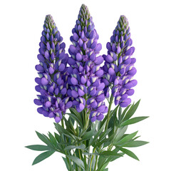 Fototapeta premium Purple lupine flowers bouquet