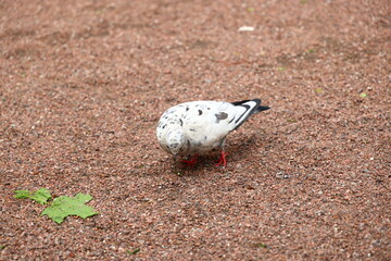A Curious Bird is Foraging on the Ground in a Beautiful Natural Setting Within Natures Wonder