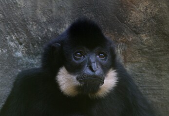 Buff-cheeked gibbons