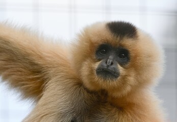 Buff-cheeked gibbons