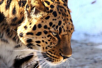 close up portrait of wild leopard with intense gaze and detailed fur texture in natural habitat for wildlife photography nature documentary and animal conservation projects