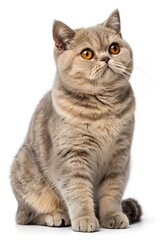 Obraz premium british shorthair cat isolated