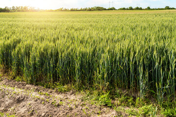 Triticale field. Green cereal crops with fully formed grain heads at the green grain stage. 